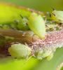 Aphis pomi